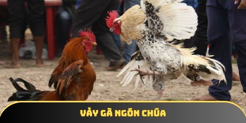 Xem vảy gà ngón chúa - Hướng dẫn chi tiết cho người mới