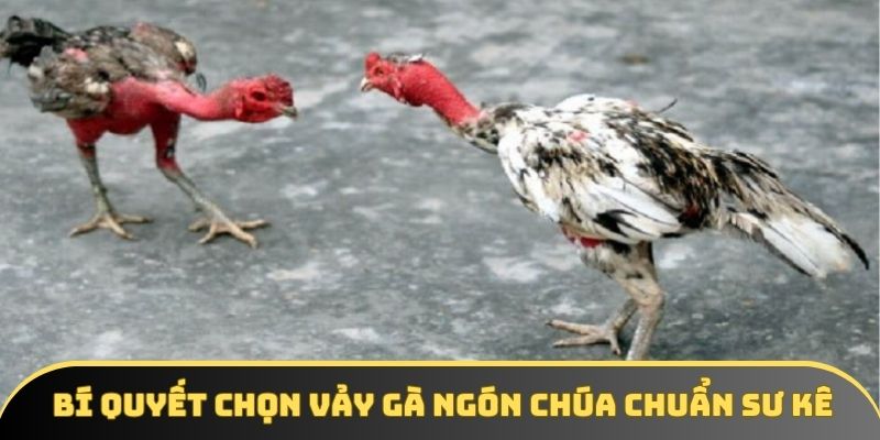 Bí quyết chọn vảy gà ngón chúa chuẩn sư kê Bí quyết chọn vảy gà ngón chúa chuẩn sư kê