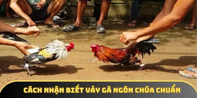 Cách nhận biết vảy gà ngón chúa chuẩn Cách nhận biết vảy gà ngón chúa chuẩn